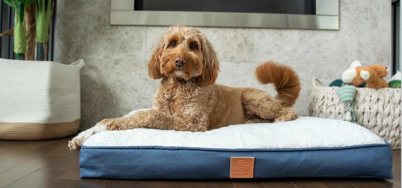 Dog lying on a blue and white dog bed in a cozy living room.