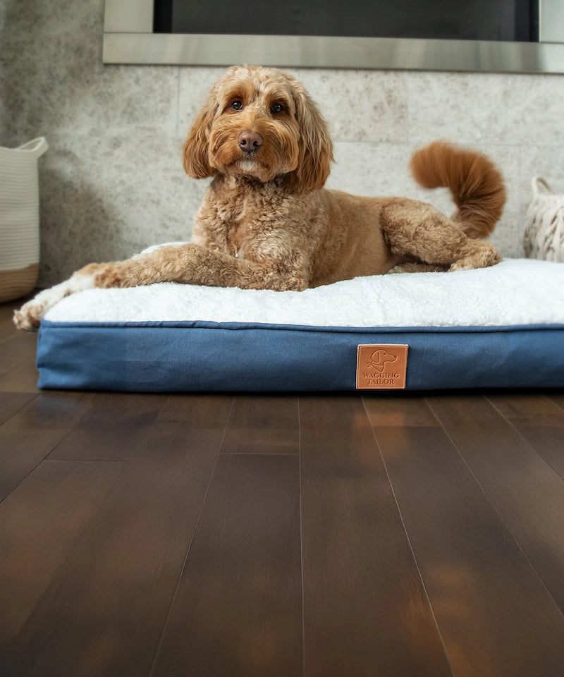 Dog lying on a blue and white dog bed in a room with wooden flooring.